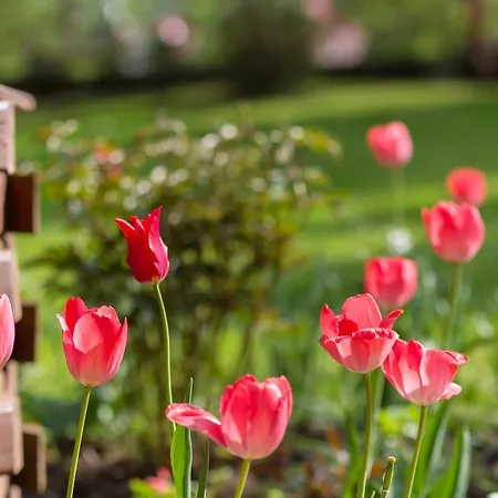 Stachoniowka * ザコパネ